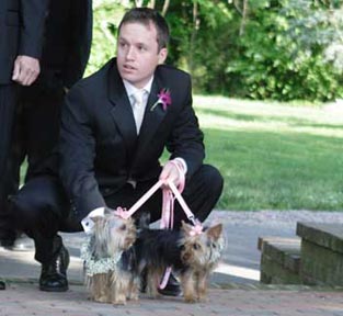 Groom with yorkies 